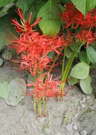 ��APH����ƪ�� (������� ��CP)